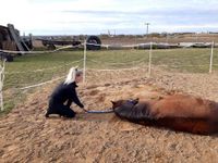 Horsemanship